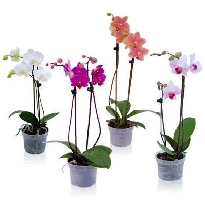 orhideya_falenopsis-8944_9bb_b